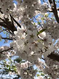 Feb 15, 2018 · three other popular choices for flowering cherry trees are yoshino (prunus x yeodensis), kwanzan (prunus serrulata), and weeping cherry (prunus subhirtella 'pendula'). Royalty Free Dc Cherry Blossom Photos Free Download Pxfuel