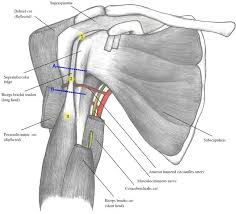 Image result for Biceps Tendon Injection