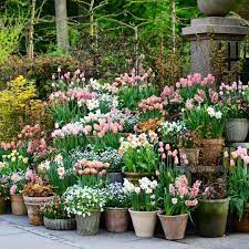 Claus Dalby On Instagram I Just Love Apricot In A About A Month I Will Present A Display Like T Spring Bulbs Garden Bulbs Garden Design Container Gardening