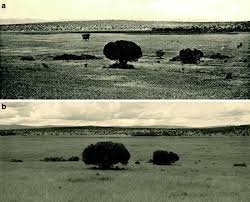 Image result for Loudetia kagerensis