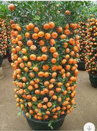 Lemon tree bonsai suitabletree, heirloom fruit seeds for kitchen garden bonsai suitable fruit seeds pack. Awesome Bonsai Fruit Trees Architecture Design Facebook