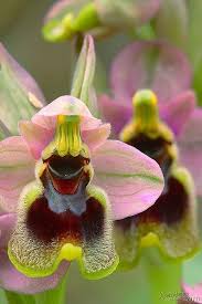 We did not find results for: Ophrystenthredinifera0426022010800 Beautiful Flowers Unusual Flowers Beautiful Orchids