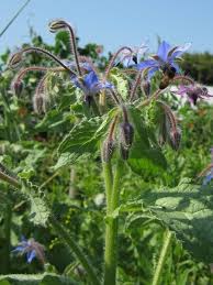Image result for Borago officinalis