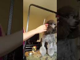 Using hemostat put the bow, takes only seconds The Easiest Way To Put Bow On Your Dog Hair Youtube