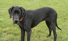 Labrador retriever p… we have 80+ background pictures for you! Darby Plains Danes Harlequins Mantles Merle And Black Harl Bred Blacks Puppies