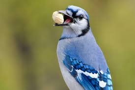 Great Backyard Bird Count 2021 could be biggest ever