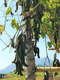 Image result for Mucuna pruriens