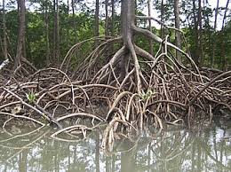 Image result for Cassipourea ruwensorensis