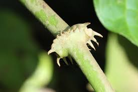 Image result for Mondia ecornuta