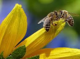 Diez animales muy listos: de la abeja calculadora a la cacatúa cerrajero