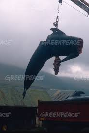 Er verlor die kontrolle über seinen motorisierten schirm und verletzte zwei personen. Greenpeace Pilot Whale Tackled On Crane
