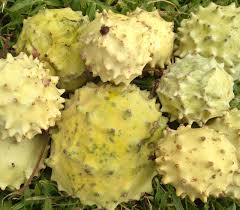 Image result for Acanthosicyos naudinianus