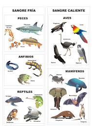 Con nuestros dibujos de animales podrás colorear dinosaurios, perros, gatos, mariposas, caballos y muchos más, tanto del bosque como de la granja o los animales están presentes en la mayor parte de nuestro día a día. Clasificacion De Los Animales Vertebrados Imagenes De Animales Vertebrados Animales Vertebrados Clasificacion De Animales