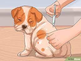 How To Prevent Canine Distemper: 10 Steps (With Pictures)