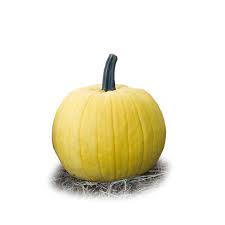 Over 96,657 yellow pumpkins pictures to choose from, with no signup needed. Mellow Yellow Pumpkin Farmore Seedway