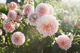 Maybe you would like to learn more about one of these? Bulbs To Plant In Spring For Late Summer Flowers Martha Stewart