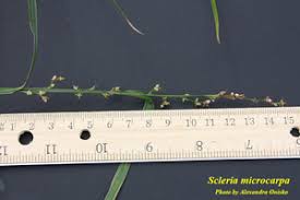 Image result for Scleria foliosa