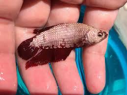 Get latest info on betta fish, siamese fighting fish, suppliers, manufacturers, wholesalers, traders. New Red Dragon Plakat Betta Pet Age