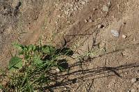 Image result for Leptochloa uniflora