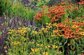 Image result for perennial