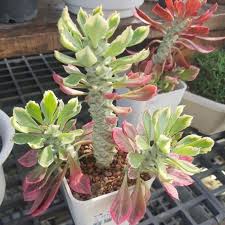 Image result for Monadenium friesii
