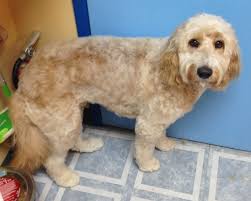 The poodle is a dog breed that comes in three varieties: Springerdoodle Breed Information Characteristics Heath Problems Dogzone Com