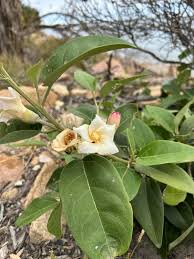 Image result for Lotononis laxa