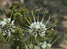 Image result for Albizia adianthifolia × gummifera