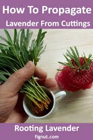 Image result for lavender cuttings