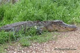 Maybe you would like to learn more about one of these? Brazos Bend State Park Visitor Guide Park Review Rvtexasyall Com
