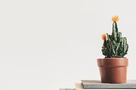 Siguiendo este concepto, el feng shui considera que esta planta es un símbolo de equilibrio y por ejemplo, nunca debes poner un cactus en la sala de estar, el cuarto de baño o la habitación, puesto que son lugares para descansar, estar. 4 Beneficios Para La Salud De Tener Cactus En Su Casa Mejora Tu Salud
