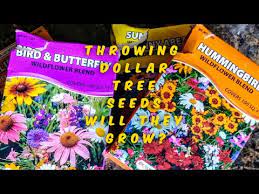 Maybe you would like to learn more about one of these? Throwing My Dollar Tree Seeds Will They Grow Youtube