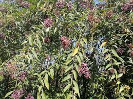 Image result for Teedia lucida