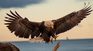 Birds That Look Like Eagles Pin By Mohamed Gamil On Eagles By Carl Chapman Eagle Pictures Eagle Tattoo Bald Eagle