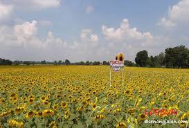 Bunga yang satu ini selalu menghadap matahari, dan bentuknya juga seperti matahari dan menghasilkan makanan ringan yang gurih sekali. Sunflower Field Festival Kota Lopburi Thailand Senangjalan Com