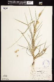 Image result for Cenchrus geniculatus