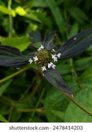 Image result for Spermacoce deserti