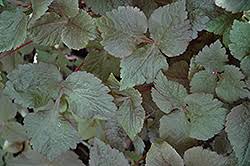 Image result for Cryptotaenia