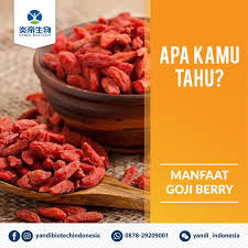 Ana vatanı tibet olan goji berry içeriğindeki vitamin ve mineraller sayesinde tüm dünyada dikkat çeken sağlık deposu bir meyvedir. Yandi Biotech Indonesia Goji Berry Merupakan Buah Yang Dikenal Akan Khasiatnya Untuk Kesehatan Buah Ini Bisa Ditemukan Dalam Bentuk Suplemen Atau Buah Kering Buah Bernama Latin Lycium Barbarum Ini Merupakan Tumbuhan