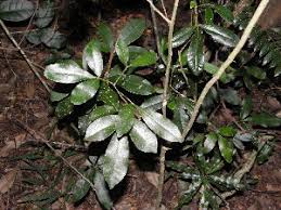 Image result for Teclea