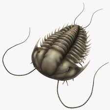 Olenoides Serratus Trilobite Max Trilobite Paleo Art 3d Model
