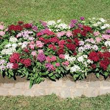 Image result for Pentas herbacea