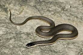 Queen Snake Regina Septemvittata Snake Serpent Species