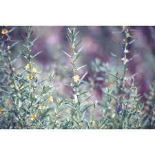 Image result for Heimia salicifolia