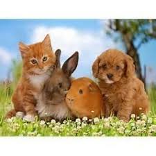 Patient safety summary for mount vernon health and rehabilitation center. Animal Medical Center 4419 Mount Vernon Road Southeast Cedar Rapids Reviews And Appointments Topvet