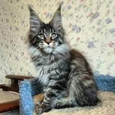 Mainegiants Odry Girl 3 Months Cat Leash Cat Qoutes Kittens