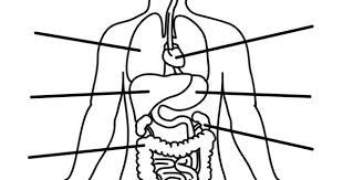The kids will love being creative and trying these out! Body Organs Coloring Pages