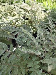 Image result for Cheilanthes inaequalis