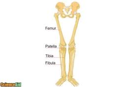 Also called the shin bone, the tibia is the longer of the two bones in the lower leg. Bones Of The Human Leg And Foot Scienceaid