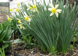 Heirloom Narcissus Narcissus Plants Daffodils